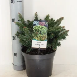 Dwerg Balsemden (Abies Balsamea 'Nana') -Exporteren Tuin Zorgzaam Winkel abies balsamea nana c3 m