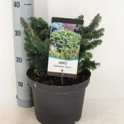 Dwerg Balsemden (Abies Balsamea 'Nana') -Exporteren Tuin Zorgzaam Winkel abies balsemea nana c5 m