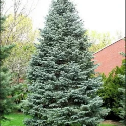 Colorado Zilverspar (Abies Concolor) -Exporteren Tuin Zorgzaam Winkel abies concolor