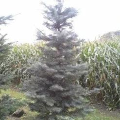Colorado Zilverspar (Abies Concolor) -Exporteren Tuin Zorgzaam Winkel abies concolor 300 350