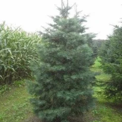 Colorado Zilverspar (Abies Concolor) -Exporteren Tuin Zorgzaam Winkel abies concolor 300 350 1