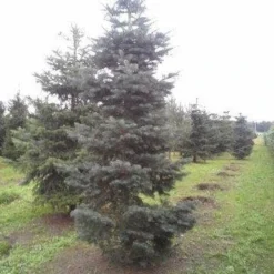 Colorado Zilverspar (Abies Concolor) -Exporteren Tuin Zorgzaam Winkel abies concolor 300 350 2