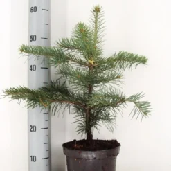 Colorado Zilverspar (Abies Concolor) -Exporteren Tuin Zorgzaam Winkel abies concolor c3 m
