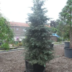 Colorado Zilverspar (Abies Concolor) -Exporteren Tuin Zorgzaam Winkel abies concolor glauca 350 400 c600