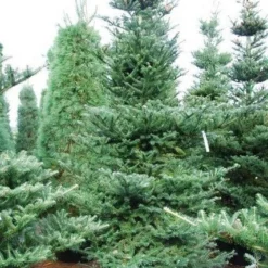 Koreaanse Zilverspar (Abies Koreana) -Exporteren Tuin Zorgzaam Winkel abies koreana