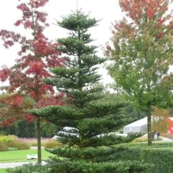 Koreaanse Zilverspar (Abies Koreana) -Exporteren Tuin Zorgzaam Winkel abies koreana 1 1