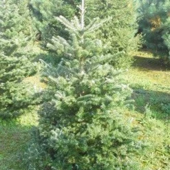 Koreaanse Zilverspar (Abies Koreana) -Exporteren Tuin Zorgzaam Winkel abies koreana 125 150 1