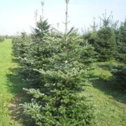 Koreaanse Zilverspar (Abies Koreana) -Exporteren Tuin Zorgzaam Winkel abies koreana 175 200