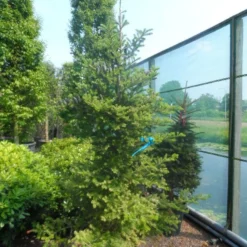 Koreaanse Zilverspar (Abies Koreana) -Exporteren Tuin Zorgzaam Winkel abies koreana 200 250 1