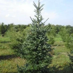 Koreaanse Zilverspar (Abies Koreana) -Exporteren Tuin Zorgzaam Winkel abies koreana 200 250 1