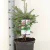Koreaanse Zilverspar (Abies Koreana) -Exporteren Tuin Zorgzaam Winkel abies koreana c5 m