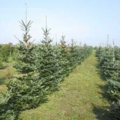 Koreaanse Zilverspar (Abies Koreana) -Exporteren Tuin Zorgzaam Winkel abies koreana diverse