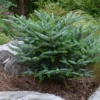 Koreaanse Zilverspar (Abies Koreana 'Silberlocke') -Exporteren Tuin Zorgzaam Winkel abies koreana silberlocke