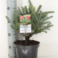 Koreaanse Zilverspar (Abies Koreana 'Silberlocke') -Exporteren Tuin Zorgzaam Winkel abies koreana silberlocke c3 m 2