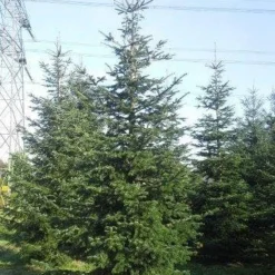 Nordmann-spar (Abies Nordmanniana) -Exporteren Tuin Zorgzaam Winkel abies nordmaniana 550