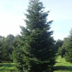 Nordmann-spar (Abies Nordmanniana) -Exporteren Tuin Zorgzaam Winkel abies nordmaniana 550 1