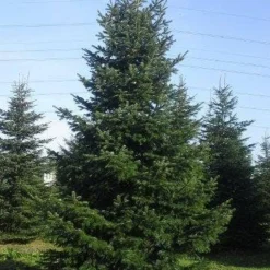 Nordmann-spar (Abies Nordmanniana) -Exporteren Tuin Zorgzaam Winkel abies nordmaniana 650