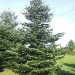 Nordmann-spar (Abies Nordmanniana) -Exporteren Tuin Zorgzaam Winkel abies nordmaniana 650 1