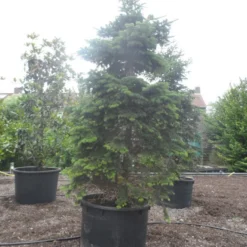 Nordmann-spar (Abies Nordmanniana) -Exporteren Tuin Zorgzaam Winkel abies nordmanniana 350 400 c750