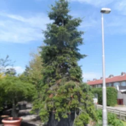 Nordmann-spar (Abies Nordmanniana) -Exporteren Tuin Zorgzaam Winkel abies nordmanniana 400 500 c1500