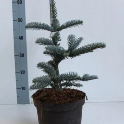 Edelspar (Abies Procera (nobilis) 'Glauca') -Exporteren Tuin Zorgzaam Winkel abies procera glauca 30 40 cm co. 5l kopie