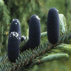 Koreaanse Zilverspar (Abies Koreana) -Exporteren Tuin Zorgzaam Winkel abkorean 6 1