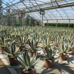 Agave (Agave Americana 'Variegata') -Exporteren Tuin Zorgzaam Winkel agave americana variegata