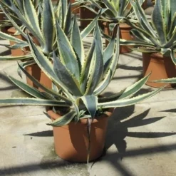 Agave (Agave Americana 'Variegata') -Exporteren Tuin Zorgzaam Winkel agave americana variegata 2