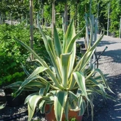 Agave (Agave Americana 'Variegata') -Exporteren Tuin Zorgzaam Winkel agave americana variegata 4