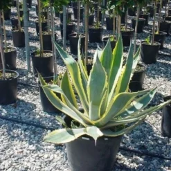 Agave (Agave Americana 'Variegata') -Exporteren Tuin Zorgzaam Winkel agave americana variegata 4 1