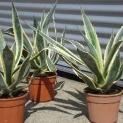 Agave (Agave Americana 'Variegata') -Exporteren Tuin Zorgzaam Winkel agave americana variegata 5