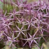 Sierui (Allium Albopilosum 'Christophii') -Exporteren Tuin Zorgzaam Winkel allium christophii 16