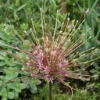 Sierui (Allium Schubertii) 2 Sierui (Allium Schubertii) -Exporteren Tuin Zorgzaam Winkel allium schubertii4