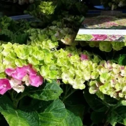 Hortensia (Hydrangea 'Magical Jewel Pink') -Exporteren Tuin Zorgzaam Winkel amethyst01c