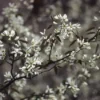 Krentenboompje, Bosplantsoen (Amelanchier Lamarckii) -Exporteren Tuin Zorgzaam Winkel amlamarc 13 1