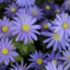 Echte Bosanemoon (Anemone Blanda 'Blue Shades') -Exporteren Tuin Zorgzaam Winkel anemone blanda blueshades2 1
