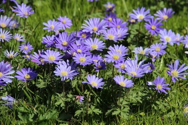 Echte Bosanemoon (Anemone Blanda 'Blue Shades') 4 Echte Bosanemoon (Anemone Blanda 'Blue Shades') - Afbeelding 2