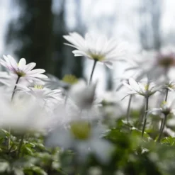 Anemoon (Anemone Blanda 'White Splendour') -Exporteren Tuin Zorgzaam Winkel anemone blanda white splendour 1