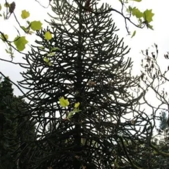 Apeboom (Araucaria Araucana) -Exporteren Tuin Zorgzaam Winkel araucaria araucana 1