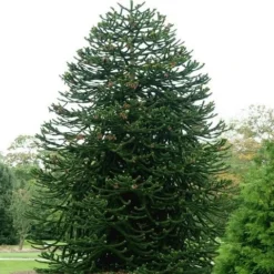 Apeboom (Araucaria Araucana) -Exporteren Tuin Zorgzaam Winkel araucaria araucana 1