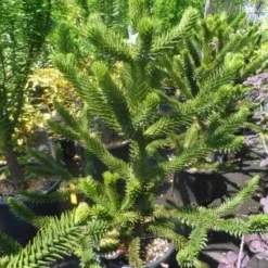 Apeboom (Araucaria Araucana) -Exporteren Tuin Zorgzaam Winkel araucaria araucana 100 125 150