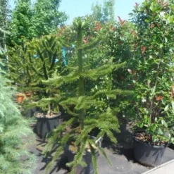 Apeboom (Araucaria Araucana) -Exporteren Tuin Zorgzaam Winkel araucaria araucana 150 175 1