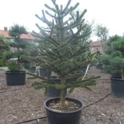Apeboom (Araucaria Araucana) -Exporteren Tuin Zorgzaam Winkel araucaria araucana 225 250