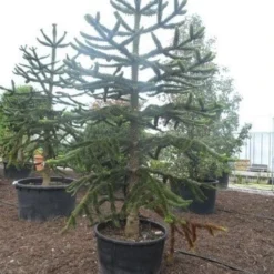 Apeboom (Araucaria Araucana) -Exporteren Tuin Zorgzaam Winkel araucaria araucana 275 300 1
