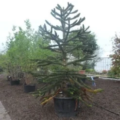 Apeboom (Araucaria Araucana) -Exporteren Tuin Zorgzaam Winkel araucaria araucana 275 300 2 1