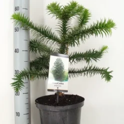 Apeboom (Araucaria Araucana) -Exporteren Tuin Zorgzaam Winkel araucaria araucana 30 40 c5 m 1