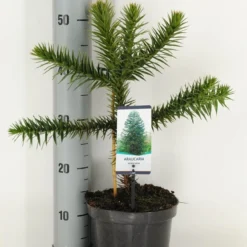Apeboom (Araucaria Araucana) -Exporteren Tuin Zorgzaam Winkel araucaria araucana c3 m 1