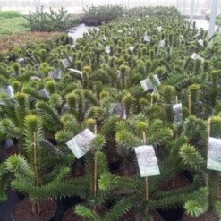 Apeboom (Araucaria Araucana) -Exporteren Tuin Zorgzaam Winkel araucaria c15 1