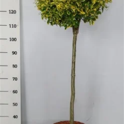 Kardinaalshoed Op Stam (Euonymus Japonicus 'Aureus') -Exporteren Tuin Zorgzaam Winkel bc88a2ba3e99a73a1f95554f396bcc6d