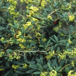 Zuurbes (Berberis Julianae) -Exporteren Tuin Zorgzaam Winkel bejulian 2